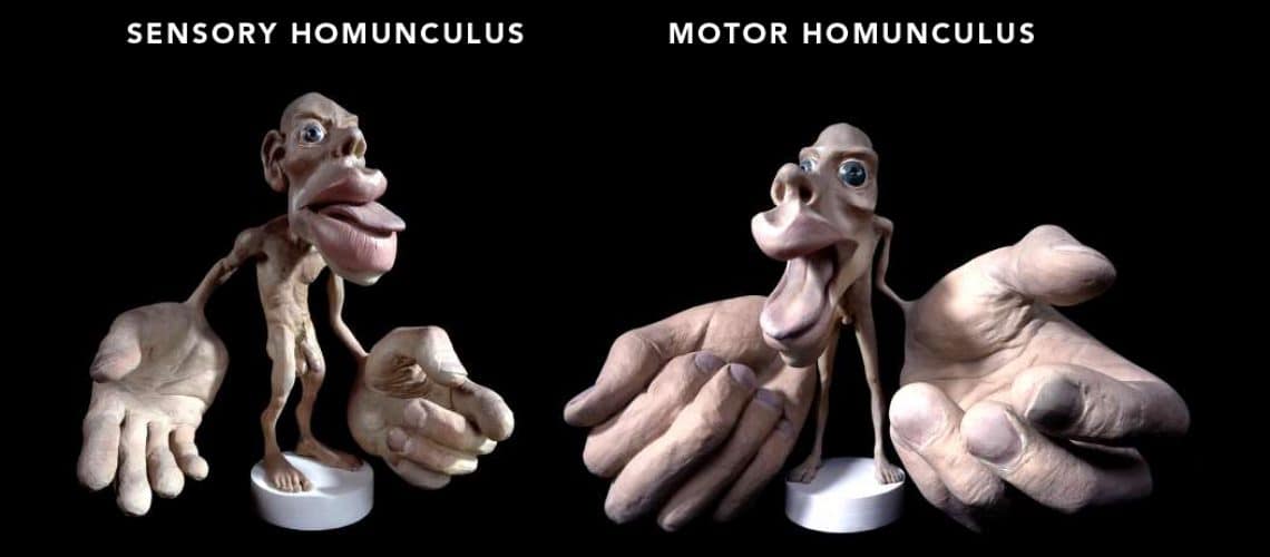 Анатомія фантомної руки